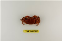藏品(中型東方蟹)的圖片